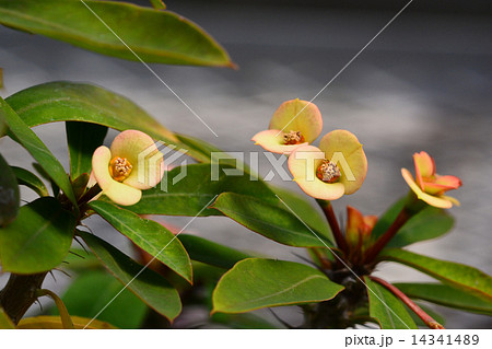 ハナキリン 14341489