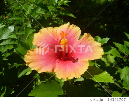 ハイビスカスの花、オレンジ 14341707