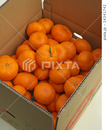 みかん　たくさん 14341742