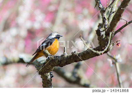 ジョウビタキ 14341868