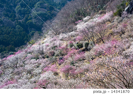 湯河原梅林 湯河原梅林 14341870