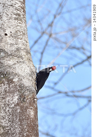クマゲラ 14341909