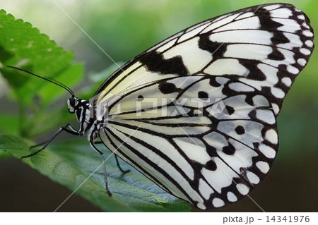 オオゴマダラ オオゴマダラ 14341976