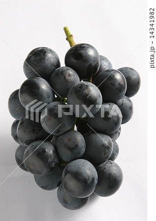 ピオーネ 14341982