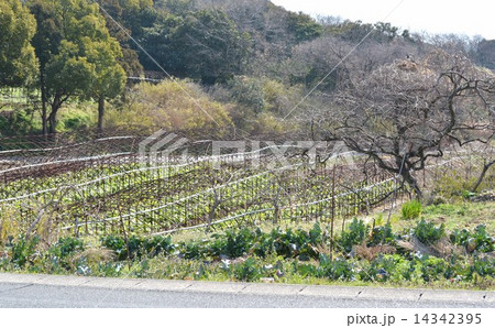 山間の畑 14342395