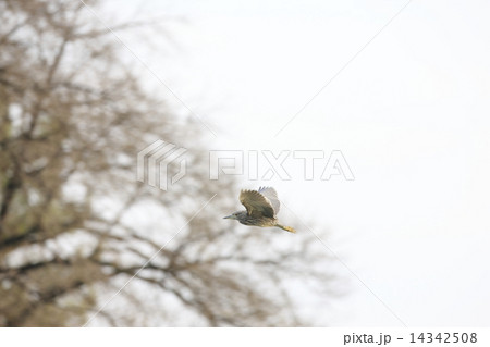 ゴイサギ幼鳥（ホシゴイ） 14342508