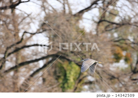 ゴイサギ幼鳥（ホシゴイ） 14342509