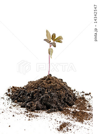 plant of tomato 14342547