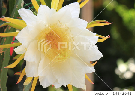 ドラゴンフルーツ 14342641