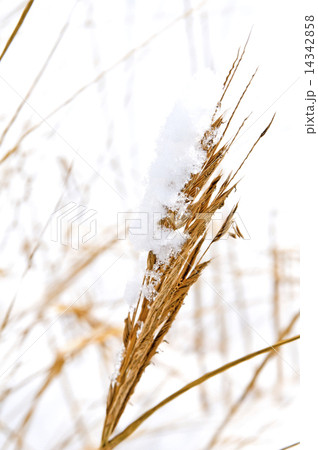 GRas with snow 14342858