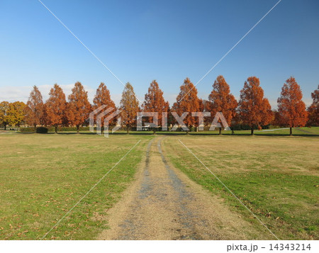 紅い並木 紅い並木 14343214