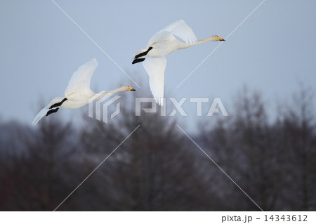 オオハクチョウ オオハクチョウ 14343612