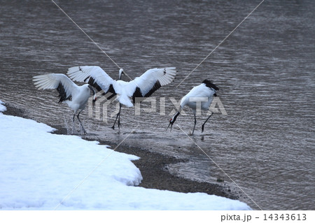 タンチョウの舞い 14343613