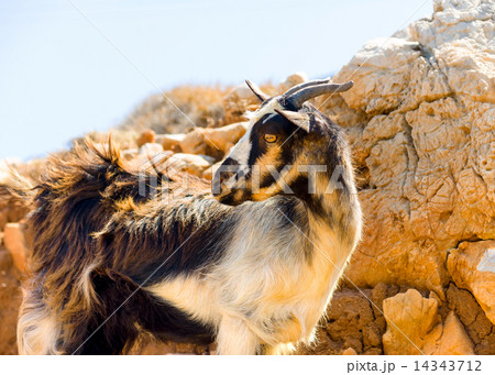 in Amorgos island in Greece 14343712