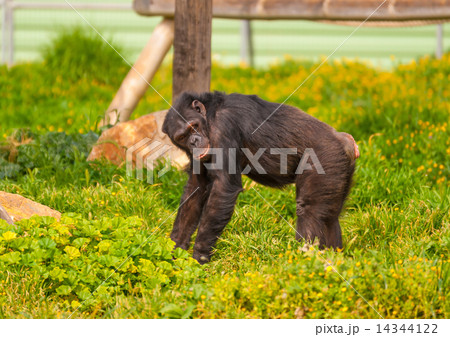 Beautiful chimpanzee sitting alone in a zoo. 14344122