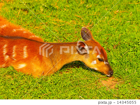 cute young deer looking cute young deer looking 14345055