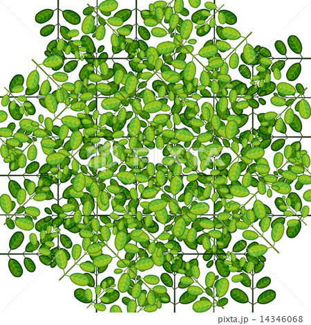 草　葉　葉っぱ　植物　巣　罠　 14346068