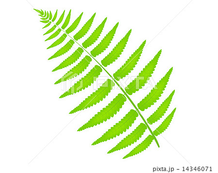 シダ 葉 植物のイラスト素材 14346071 Pixta
