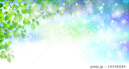 葉　新緑　背景 14346084