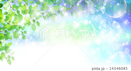 葉　新緑　背景 14346085