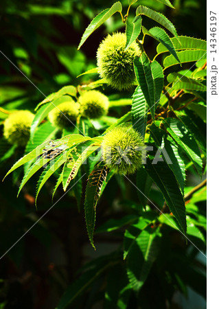 果実 栗の実が育つ頃 果実 栗の実が育つ頃 14346197