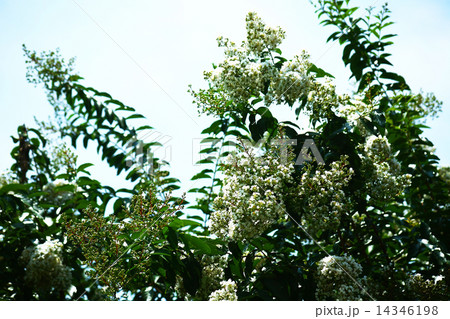 サルスベリ　白い花 14346198