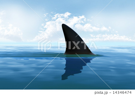 Shark fin above water Shark fin above water 14346474