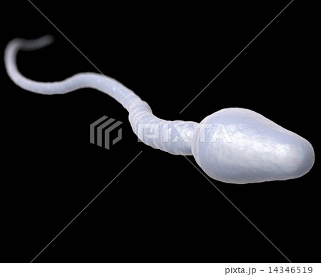 Single male sperm cell 14346519