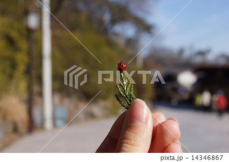 てんとうむし 14346867