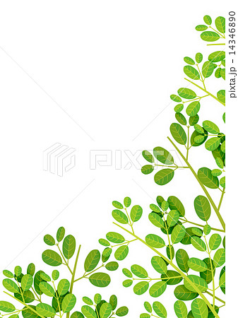 植物 若葉 葉 新緑 春 背景 のイラスト素材