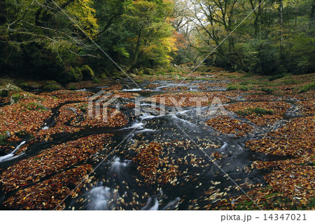 11月晩秋 紅葉の菊池渓谷 九州の秋景色の写真素材