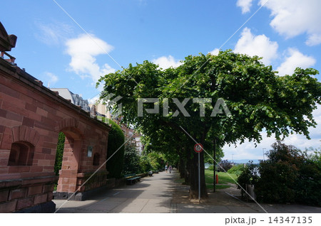 マインツ　ライン川 14347135