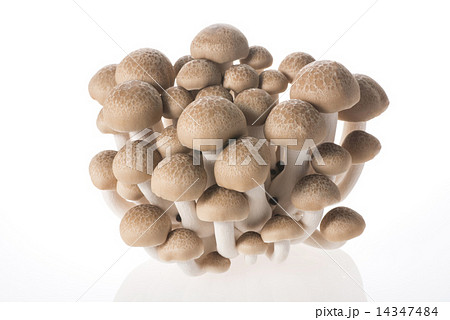 ぶなしめじ 14347484