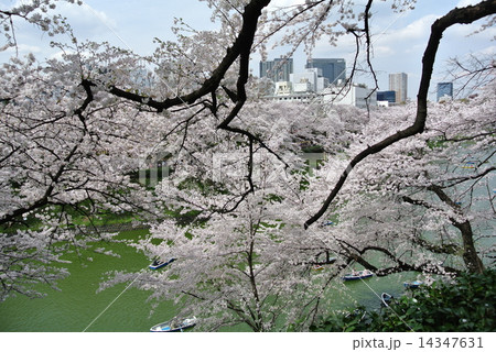 千鳥ヶ淵の桜 14347631