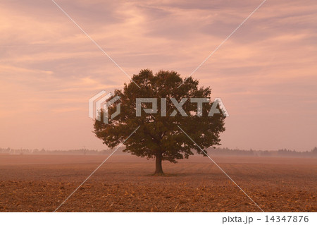 Memorial tree on a empty field 14347876