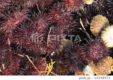 うに うに 14348473