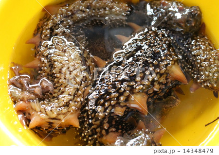 なまこ なまこ 14348479