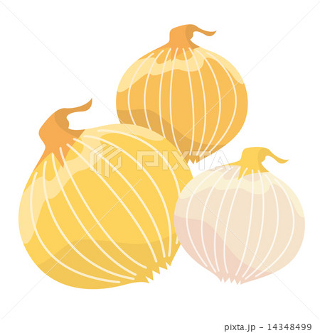 野菜＿玉葱 14348499