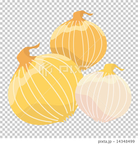 野菜＿玉葱 14348499