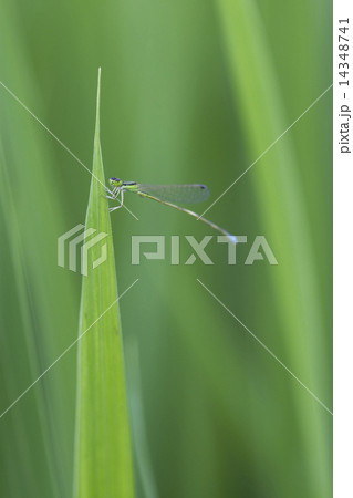 イトトンボ イトトンボ 14348741