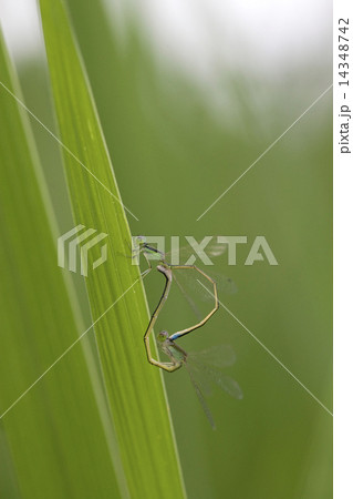 イトトンボ交尾 14348742