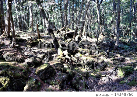 富士の樹海 14348760
