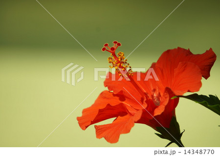 ハイビスカス 14348770