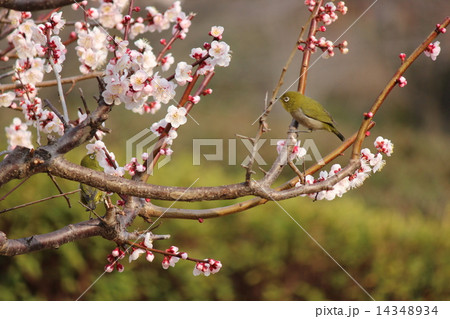 梅とメジロ 14348934