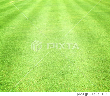 Green lawns Green lawns 14349107