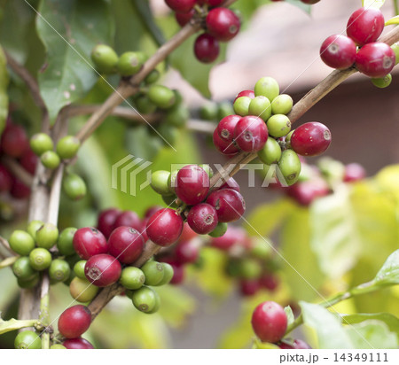 Fresh coffee beans Fresh coffee beans 14349111