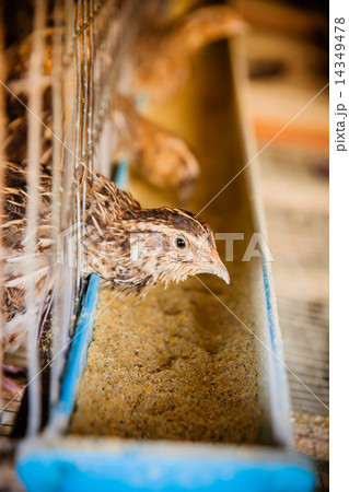Quail on the local farm 14349478