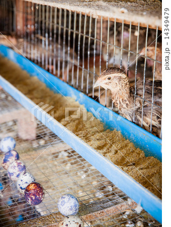 Quail on the local farm Quail on the local farm 14349479