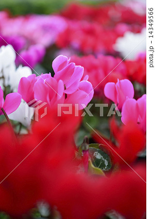 シクラメン 14349566