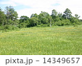 新緑 14349657